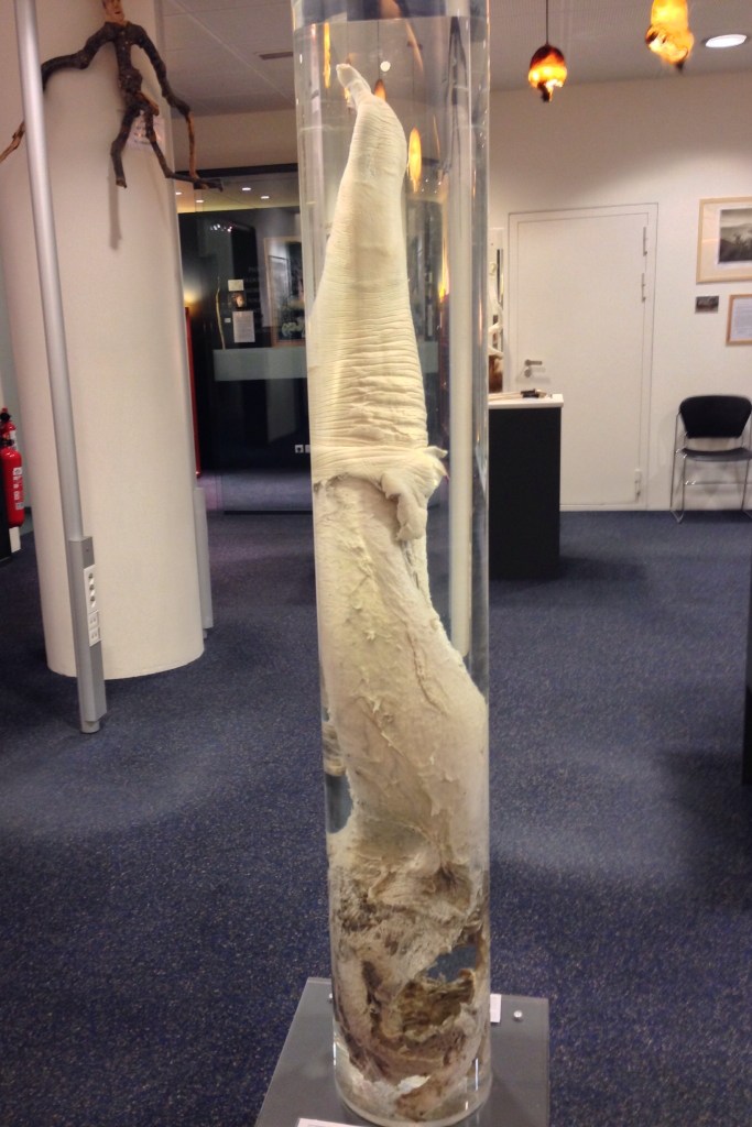 Icelandic-Phallological-Penis-Museum-Reykjavik-iceland
