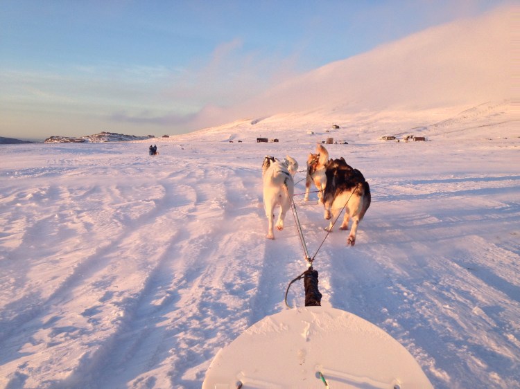 Dog-Sledding-Reykjavik-Iceland