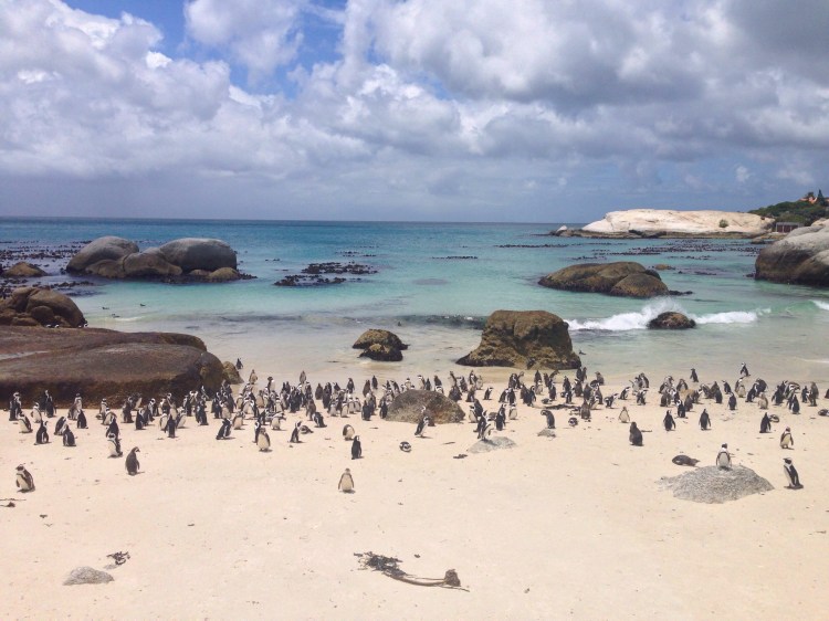 Cape-Town-City-Guide