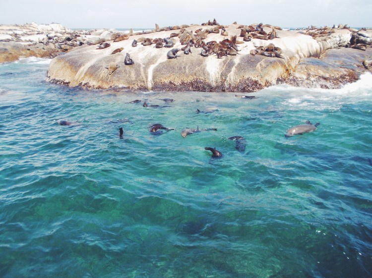 Cape Fur Seal colony near Hout Bay