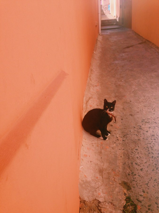 New blog idea: Cats of Cape Town