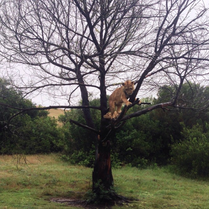 Photo 4-12-2014 7 24 37 am