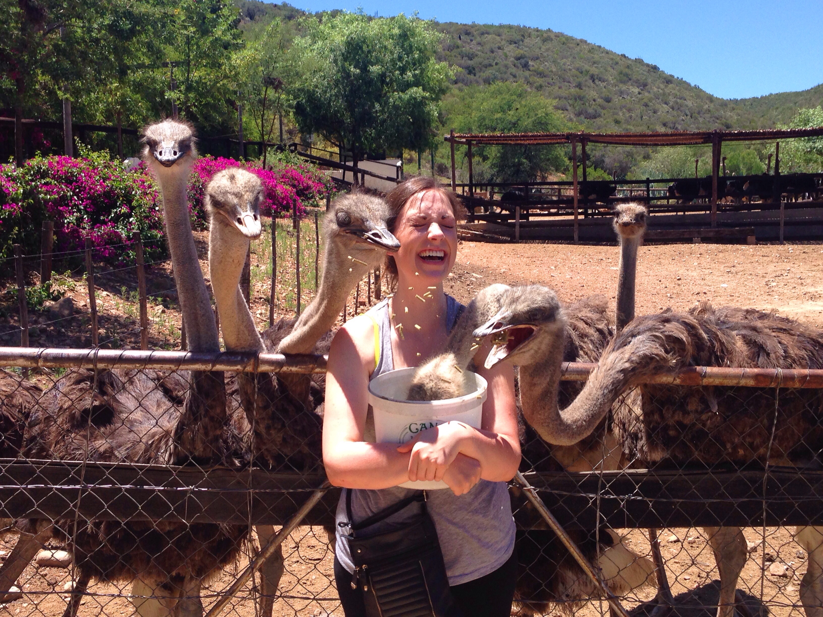 ostrich-oudtshoorn-south-africa-travel-blog-solo-female