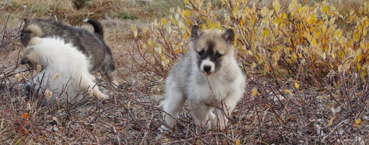 ilulissat-greenland-puppies-icefjord