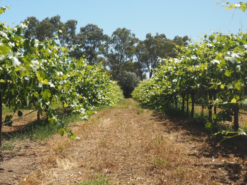 maggie-beer-barossa-south-australia