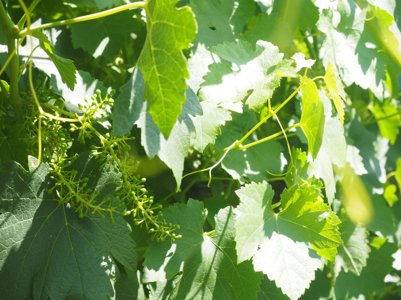 maggie-beer-barossa-south-australia