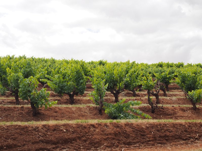 seppeltsfield-barossa-south-australia