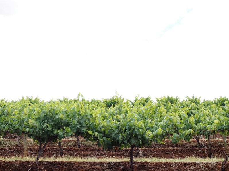 seppeltsfield-barossa-south-australia