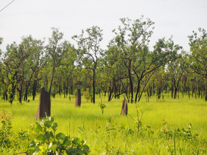 northern-territory-termite-mound