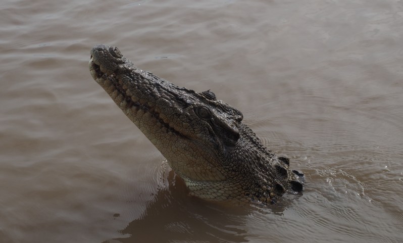 adelaide-river-crocodile-darwin