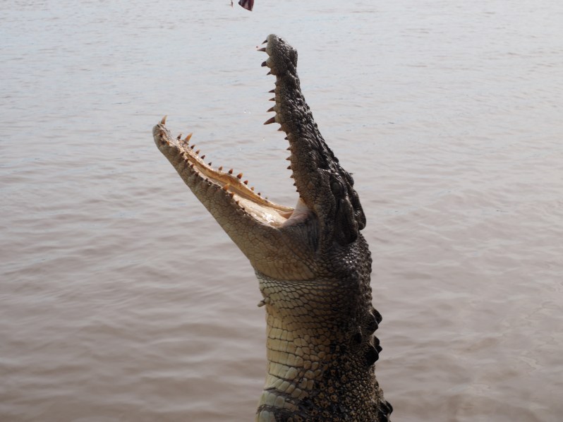 adelaide-river-crocodile-darwin