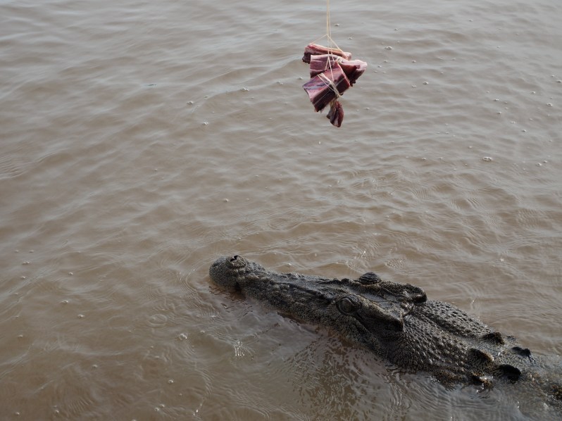 adelaide-river-crocodile-darwin