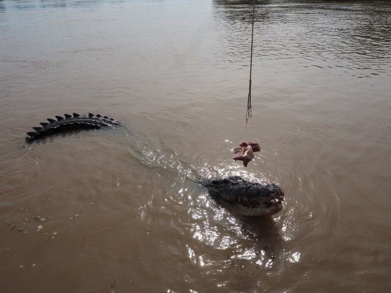 adelaide-river-crocodile-darwin