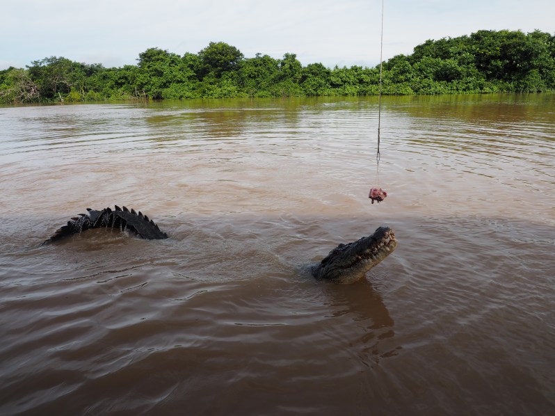 adelaide-river-crocodile-darwin