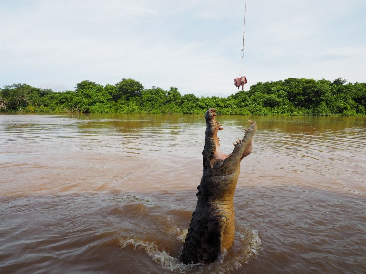 saltwater-crocodile-darwin-northern-territory