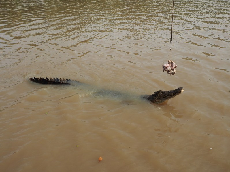 darwin-adelaide-river-crocodile