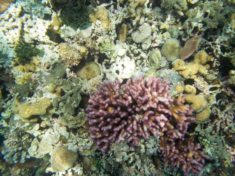 atauro-snorkel-timor-leste