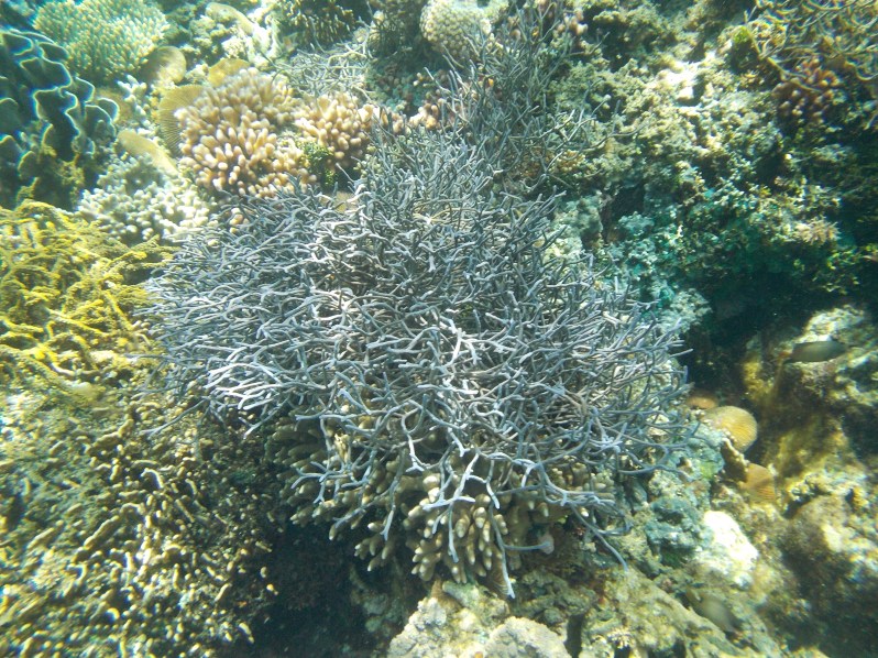 atauro-snorkel-timor-leste