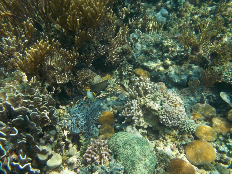 atauro-snorkel-timor-leste