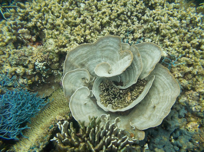 atauro-snorkel-timor-leste