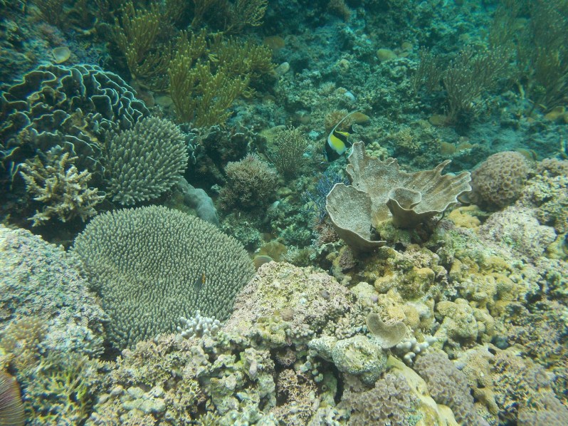 atauro-snorkel-timor-leste