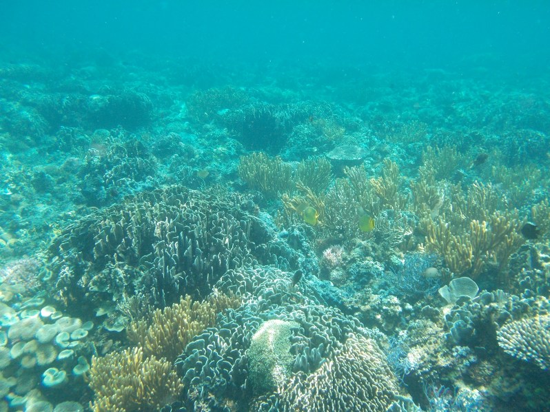 atauro-snorkel-timor-leste