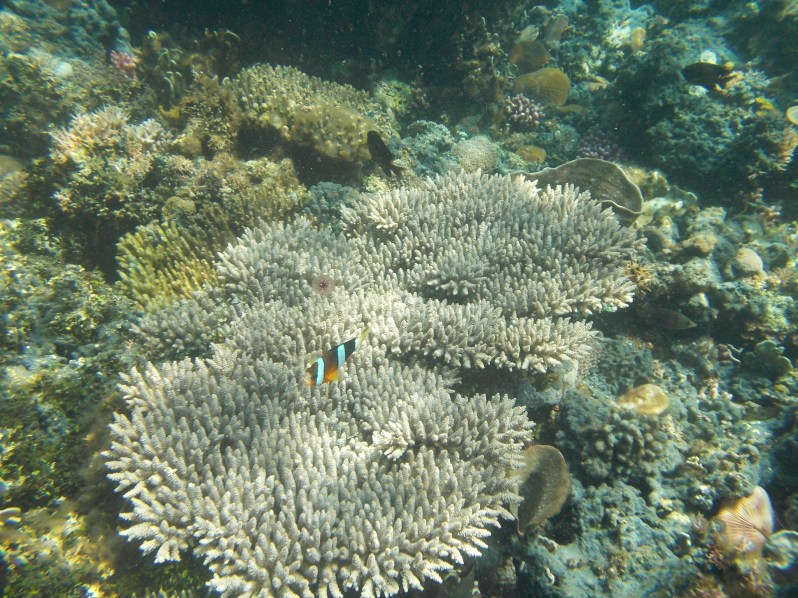 atauro-snorkel-timor-leste