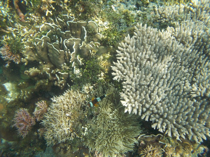 atauro-snorkel-timor-leste