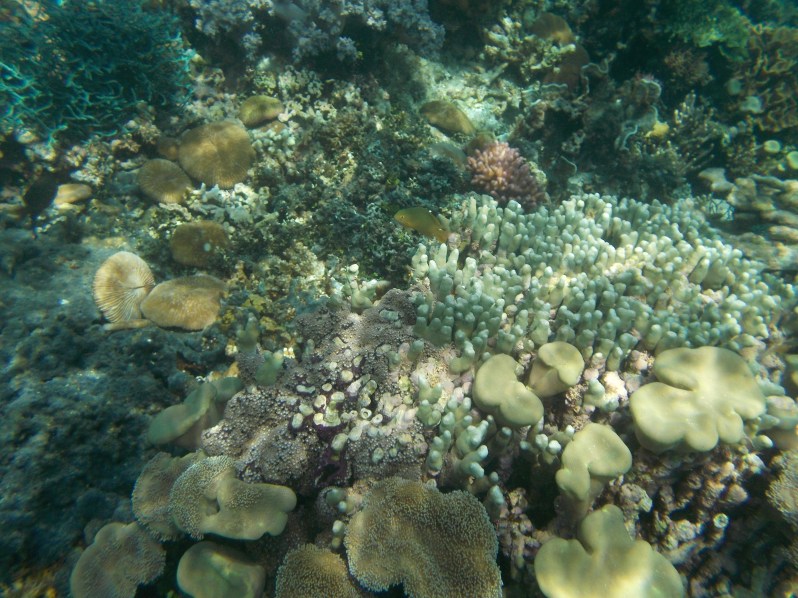 atauro-snorkel-timor-leste