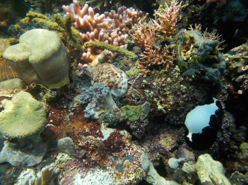 atauro-snorkel-timor-leste