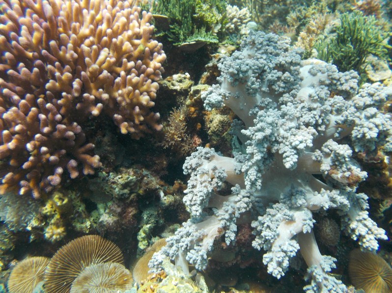 atauro-snorkel-timor-leste