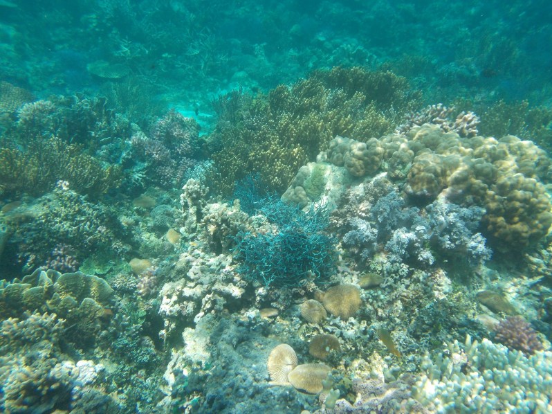 atauro-snorkel-timor-leste