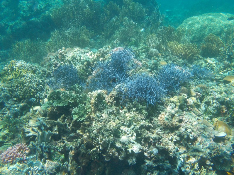 atauro-snorkel-timor-leste