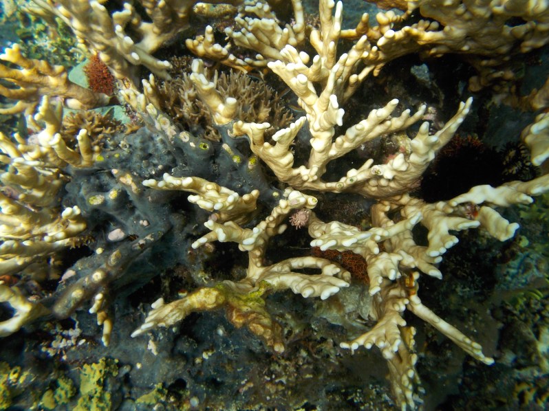 atauro-snorkel-timor-leste