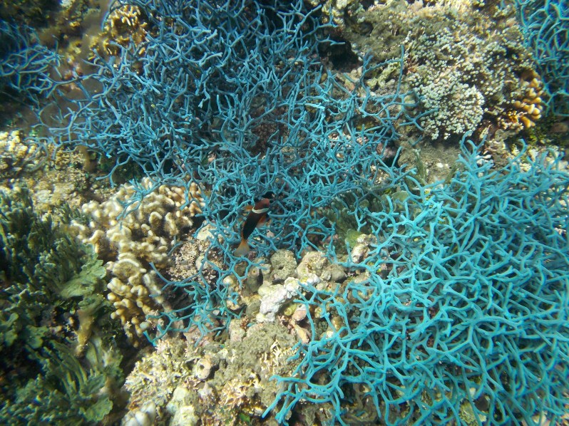 atauro-snorkel-timor-leste