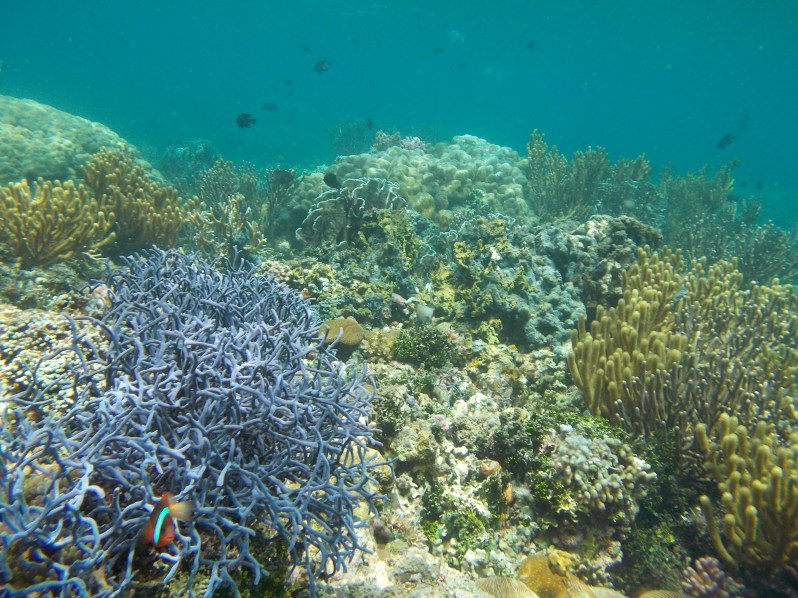 atauro-snorkel-timor-leste