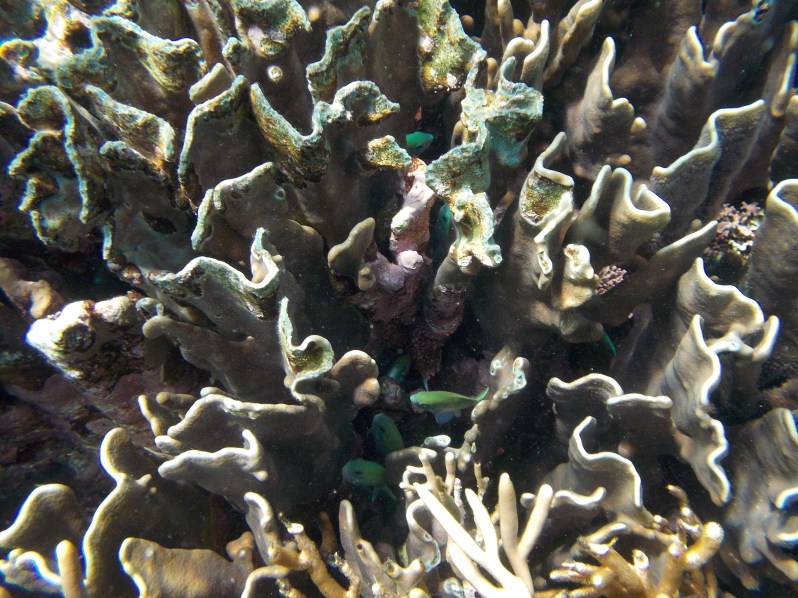 atauro-snorkel-timor-leste