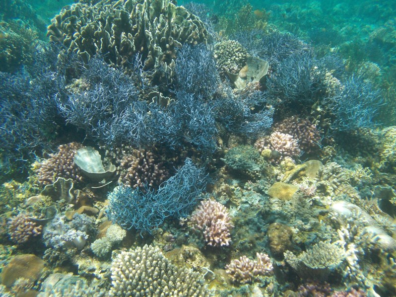 atauro-snorkel-timor-leste