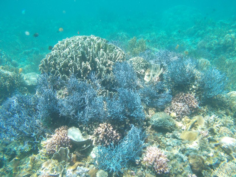 atauro-snorkel-timor-leste