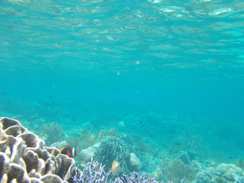 atauro-snorkel-timor-leste