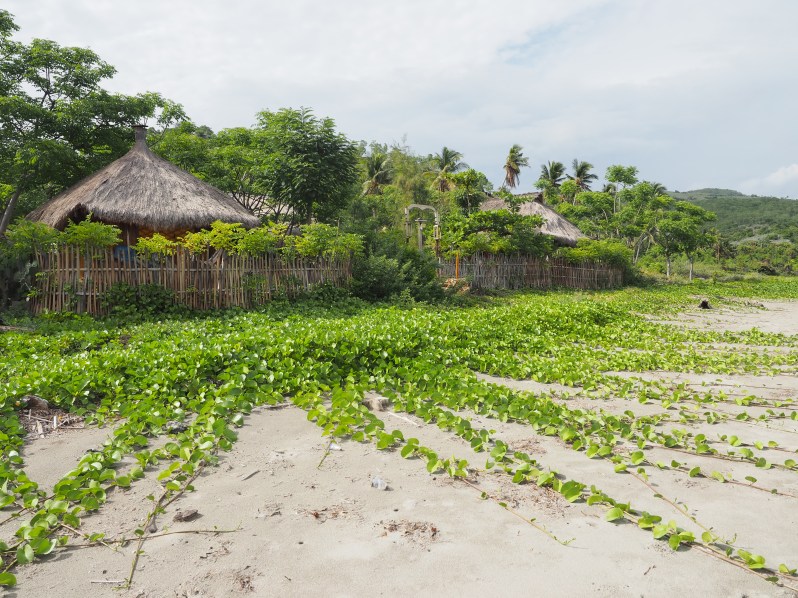 barrys-atuaro-timor-leste