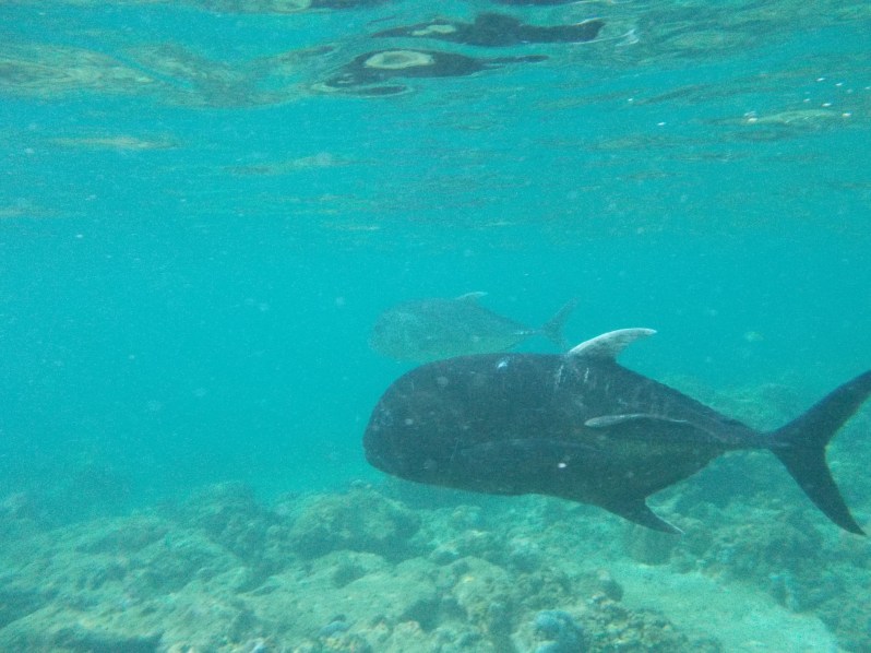 miniloc-el-nido-jackfish