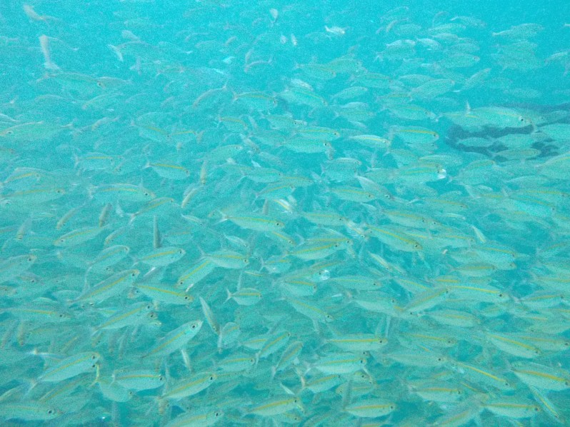 fish-miniloc-el-nido