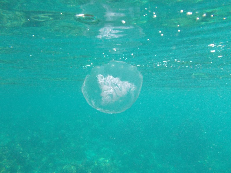 moon-jellyfish-el-nido