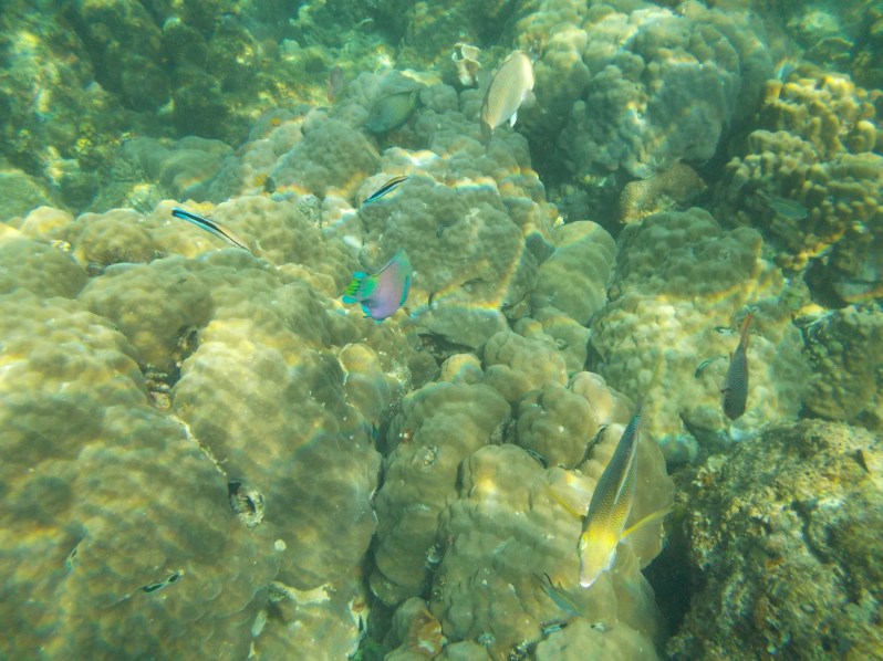 rainbow-fish-el-nido