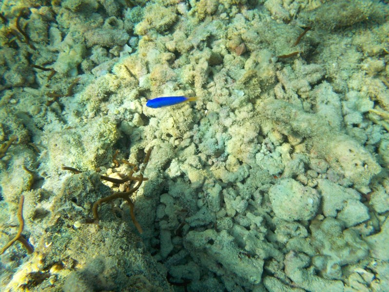 fish-miniloc-el-nido