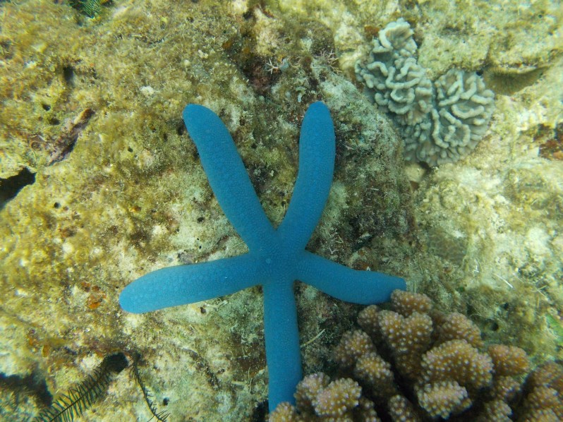 starfish-miniloc-el-nido