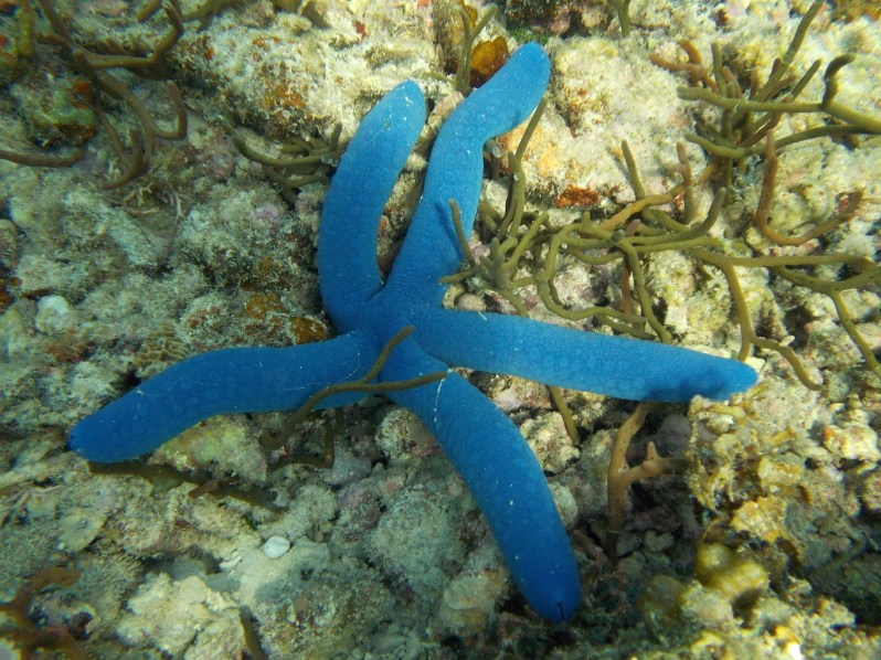starfish-el-nido-miniloc