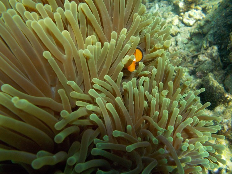 miniloc-clownfish-el-nido