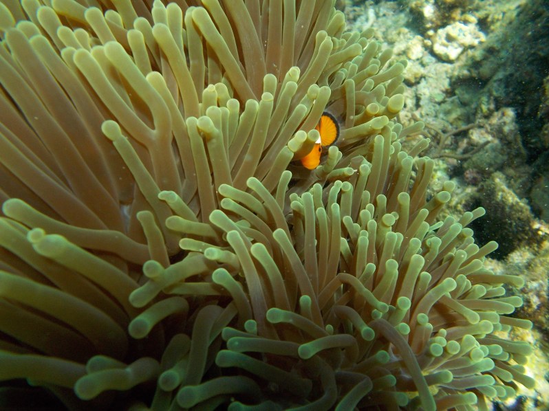 miniloc-clownfish-el-nido